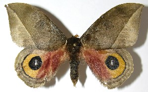  ( - 07-SRNP-4981)  @14 [ ] CreativeCommons - Attribution Non-Commercial Share-Alike (2008) Daniel H. Janzen Guanacaste Dry Forest Conservation Fund