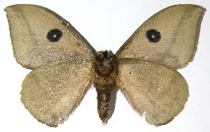  ( - 07-SRNP-4981)  @14 [ ] CreativeCommons - Attribution Non-Commercial Share-Alike (2008) Daniel H. Janzen Guanacaste Dry Forest Conservation Fund