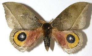  ( - 07-SRNP-4984)  @14 [ ] CreativeCommons - Attribution Non-Commercial Share-Alike (2008) Daniel H. Janzen Guanacaste Dry Forest Conservation Fund