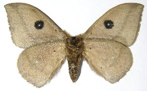  ( - 07-SRNP-4984)  @14 [ ] CreativeCommons - Attribution Non-Commercial Share-Alike (2008) Daniel H. Janzen Guanacaste Dry Forest Conservation Fund