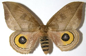  ( - 07-SRNP-4988)  @14 [ ] CreativeCommons - Attribution Non-Commercial Share-Alike (2008) Daniel H. Janzen Guanacaste Dry Forest Conservation Fund