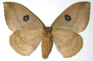  ( - 07-SRNP-4988)  @14 [ ] CreativeCommons - Attribution Non-Commercial Share-Alike (2008) Daniel H. Janzen Guanacaste Dry Forest Conservation Fund