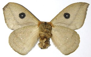  ( - 07-SRNP-4993)  @14 [ ] CreativeCommons - Attribution Non-Commercial Share-Alike (2008) Daniel H. Janzen Guanacaste Dry Forest Conservation Fund