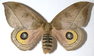 ( - 07-SRNP-4996)  @14 [ ] CreativeCommons - Attribution Non-Commercial Share-Alike (2008) Daniel H. Janzen Guanacaste Dry Forest Conservation Fund