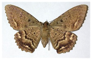  ( - 00-SRNP-11731)  @14 [ ] CreativeCommons - Attribution Non-Commercial Share-Alike (2013) Daniel H. Janzen Guanacaste Dry Forest Conservation Fund