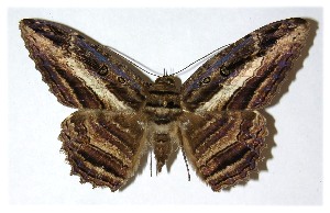  ( - 00-SRNP-11813)  @14 [ ] CreativeCommons - Attribution Non-Commercial Share-Alike (2013) Daniel H. Janzen Guanacaste Dry Forest Conservation Fund