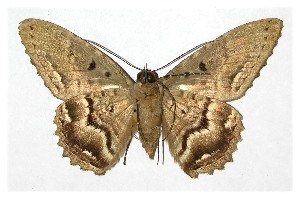  ( - 00-SRNP-11813)  @14 [ ] CreativeCommons - Attribution Non-Commercial Share-Alike (2013) Daniel H. Janzen Guanacaste Dry Forest Conservation Fund