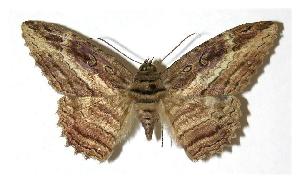  ( - 03-SRNP-4890)  @13 [ ] CreativeCommons - Attribution Non-Commercial Share-Alike (2005) Daniel H. Janzen Guanacaste Dry Forest Conservation Fund