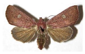  ( - 03-SRNP-6961)  @14 [ ] CreativeCommons - Attribution Non-Commercial Share-Alike (2005) Daniel H. Janzen Guanacaste Dry Forest Conservation Fund