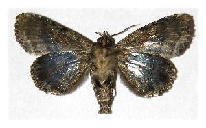  ( - 04-SRNP-12000)  @12 [ ] CreativeCommons - Attribution Non-Commercial Share-Alike (2005) Daniel H. Janzen Guanacaste Dry Forest Conservation Fund