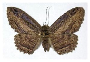  ( - 04-SRNP-35662)  @13 [ ] CreativeCommons - Attribution Non-Commercial Share-Alike (2005) Daniel H. Janzen Guanacaste Dry Forest Conservation Fund