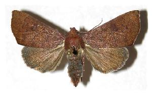  ( - 04-SRNP-3735)  @14 [ ] CreativeCommons - Attribution Non-Commercial Share-Alike (2005) Daniel H. Janzen Guanacaste Dry Forest Conservation Fund