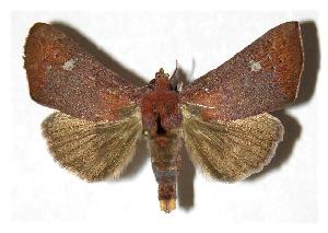  ( - 04-SRNP-55994)  @14 [ ] CreativeCommons - Attribution Non-Commercial Share-Alike (2005) Daniel H. Janzen Guanacaste Dry Forest Conservation Fund