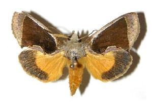  ( - 05-SRNP-2368)  @13 [ ] CreativeCommons - Attribution Non-Commercial Share-Alike (2005) Daniel H. Janzen Guanacaste Dry Forest Conservation Fund