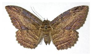  ( - 05-SRNP-56420)  @13 [ ] CreativeCommons - Attribution Non-Commercial Share-Alike (2005) Daniel H. Janzen Guanacaste Dry Forest Conservation Fund