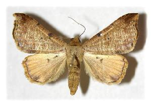  ( - 89-SRNP-87.2)  @14 [ ] CreativeCommons - Attribution Non-Commercial Share-Alike (2005) Daniel H. Janzen Guanacaste Dry Forest Conservation Fund