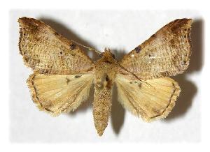  ( - 89-SRNP-87.3)  @14 [ ] CreativeCommons - Attribution Non-Commercial Share-Alike (2005) Daniel H. Janzen Guanacaste Dry Forest Conservation Fund