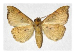  ( - 89-SRNP-87.3)  @14 [ ] CreativeCommons - Attribution Non-Commercial Share-Alike (2005) Daniel H. Janzen Guanacaste Dry Forest Conservation Fund