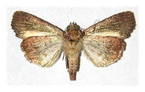  ( - 93-SRNP-311)  @14 [ ] CreativeCommons - Attribution Non-Commercial Share-Alike (2005) Daniel H. Janzen Guanacaste Dry Forest Conservation Fund