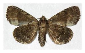  ( - 99-SRNP-16610)  @12 [ ] CreativeCommons - Attribution Non-Commercial Share-Alike (2005) Daniel H. Janzen Guanacaste Dry Forest Conservation Fund