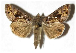  ( - 01-SRNP-3091)  @14 [ ] CreativeCommons - Attribution Non-Commercial Share-Alike (2005) Daniel H. Janzen Guanacaste Dry Forest Conservation Fund