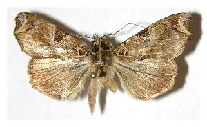  ( - 04-SRNP-25042)  @14 [ ] CreativeCommons - Attribution Non-Commercial Share-Alike (2005) Daniel H. Janzen Guanacaste Dry Forest Conservation Fund