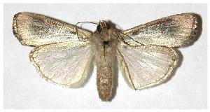  ( - 05-SRNP-16025)  @13 [ ] CreativeCommons - Attribution Non-Commercial Share-Alike (2005) Daniel H. Janzen Guanacaste Dry Forest Conservation Fund