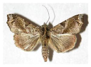  ( - 05-SRNP-18521)  @14 [ ] CreativeCommons - Attribution Non-Commercial Share-Alike (2005) Daniel H. Janzen Guanacaste Dry Forest Conservation Fund