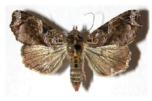  ( - 05-SRNP-18522)  @14 [ ] CreativeCommons - Attribution Non-Commercial Share-Alike (2005) Daniel H. Janzen Guanacaste Dry Forest Conservation Fund