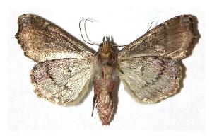  ( - 05-SRNP-18522)  @14 [ ] CreativeCommons - Attribution Non-Commercial Share-Alike (2005) Daniel H. Janzen Guanacaste Dry Forest Conservation Fund