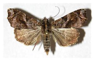  ( - 05-SRNP-18525)  @14 [ ] CreativeCommons - Attribution Non-Commercial Share-Alike (2005) Daniel H. Janzen Guanacaste Dry Forest Conservation Fund