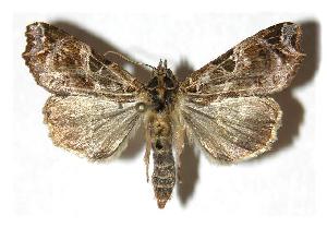  ( - 05-SRNP-23432)  @14 [ ] CreativeCommons - Attribution Non-Commercial Share-Alike (2005) Daniel H. Janzen Guanacaste Dry Forest Conservation Fund