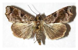  ( - 05-SRNP-30125)  @14 [ ] CreativeCommons - Attribution Non-Commercial Share-Alike (2005) Daniel H. Janzen Guanacaste Dry Forest Conservation Fund