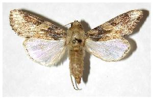  ( - 05-SRNP-56776)  @14 [ ] CreativeCommons - Attribution Non-Commercial Share-Alike (2005) Daniel H. Janzen Guanacaste Dry Forest Conservation Fund