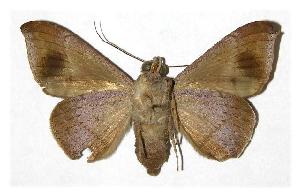  ( - 83-SRNP-534)  @14 [ ] CreativeCommons - Attribution Non-Commercial Share-Alike (2005) Daniel H. Janzen Guanacaste Dry Forest Conservation Fund