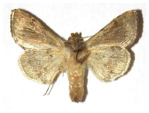  ( - 92-SRNP-321)  @13 [ ] CreativeCommons - Attribution Non-Commercial Share-Alike (2005) Daniel H. Janzen Guanacaste Dry Forest Conservation Fund