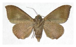  ( - 94-SRNP-1896)  @14 [ ] CreativeCommons - Attribution Non-Commercial Share-Alike (2005) Daniel H. Janzen Guanacaste Dry Forest Conservation Fund