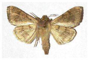  ( - 97-SRNP-2241)  @13 [ ] CreativeCommons - Attribution Non-Commercial Share-Alike (2005) Daniel H. Janzen Guanacaste Dry Forest Conservation Fund