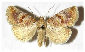  ( - 97-SRNP-9723)  @14 [ ] CreativeCommons - Attribution Non-Commercial Share-Alike (2005) Daniel H. Janzen Guanacaste Dry Forest Conservation Fund