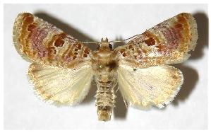  ( - 97-SRNP-9733)  @14 [ ] CreativeCommons - Attribution Non-Commercial Share-Alike (2005) Daniel H. Janzen Guanacaste Dry Forest Conservation Fund