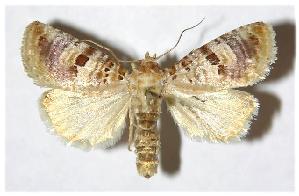  ( - 98-SRNP-8874)  @14 [ ] CreativeCommons - Attribution Non-Commercial Share-Alike (2005) Daniel H. Janzen Guanacaste Dry Forest Conservation Fund