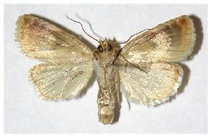  ( - 98-SRNP-8874)  @14 [ ] CreativeCommons - Attribution Non-Commercial Share-Alike (2005) Daniel H. Janzen Guanacaste Dry Forest Conservation Fund