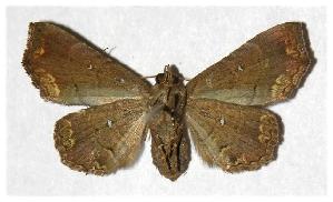  ( - 01-SRNP-11886)  @12 [ ] CreativeCommons - Attribution Non-Commercial Share-Alike (2006) Daniel H. Janzen Guanacaste Dry Forest Conservation Fund