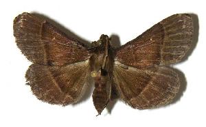  ( - 01-SRNP-23524)  @14 [ ] CreativeCommons - Attribution Non-Commercial Share-Alike (2006) Daniel H. Janzen Guanacaste Dry Forest Conservation Fund