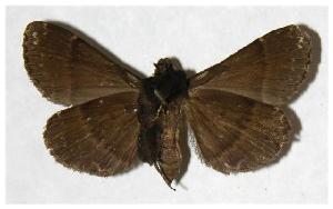  ( - 01-SRNP-23524)  @14 [ ] CreativeCommons - Attribution Non-Commercial Share-Alike (2006) Daniel H. Janzen Guanacaste Dry Forest Conservation Fund