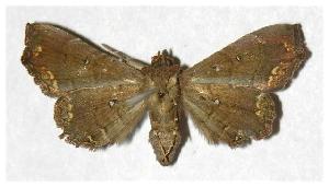  ( - 03-SRNP-16429)  @12 [ ] CreativeCommons - Attribution Non-Commercial Share-Alike (2006) Daniel H. Janzen Guanacaste Dry Forest Conservation Fund