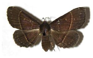  ( - 04-SRNP-42008)  @14 [ ] CreativeCommons - Attribution Non-Commercial Share-Alike (2006) Daniel H. Janzen Guanacaste Dry Forest Conservation Fund