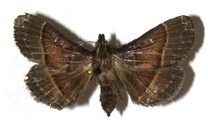  ( - 04-SRNP-60897)  @14 [ ] CreativeCommons - Attribution Non-Commercial Share-Alike (2006) Daniel H. Janzen Guanacaste Dry Forest Conservation Fund