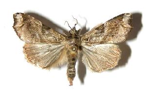  ( - 05-SRNP-18517)  @14 [ ] CreativeCommons - Attribution Non-Commercial Share-Alike (2006) Daniel H. Janzen Guanacaste Dry Forest Conservation Fund