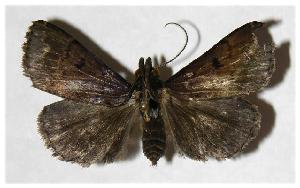  ( - 05-SRNP-4053)  @14 [ ] CreativeCommons - Attribution Non-Commercial Share-Alike (2006) Daniel H. Janzen Guanacaste Dry Forest Conservation Fund